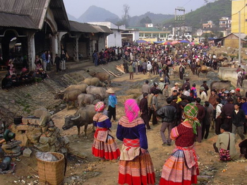 BacHa Market